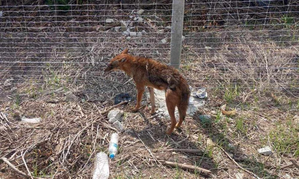 Tαλαιπωρημένο τσακάλι βρέθηκε σε κατοικημένη περιοχή έξω από τη Λάρισα